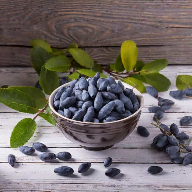 Jagoda kamczacka INDIGO GEM - OBFICIE OWOCUJĄCA Lonicera caerulea L. var. kamtschatica 'INDIGO GEM' 7