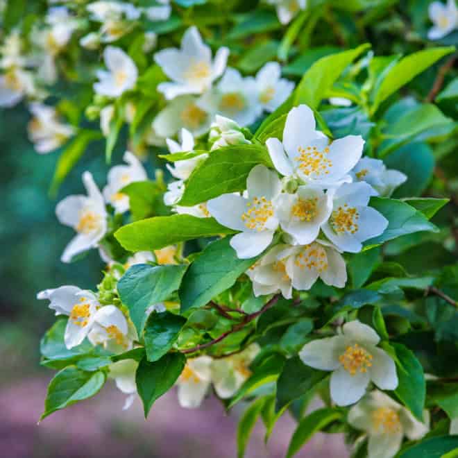 Jaśminowiec wonny - piękne kwiaty Philadelphus coronarius 6