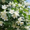 Jaśminowiec wonny - piękne kwiaty Philadelphus coronarius 2