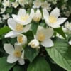 Jaśminowiec wonny - piękne kwiaty Philadelphus coronarius 5