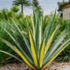 Juka Golden Heart - żółta złota odmiana Yucca filamentosa 'Golden heart' 5