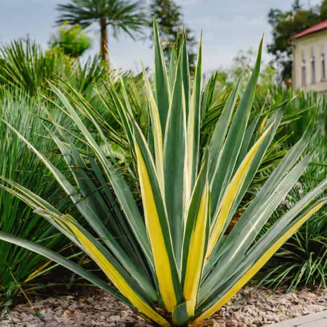 Juka Golden Heart - żółta złota odmiana Yucca filamentosa 'Golden heart' 5