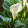 Kalia- do domu i ogrodu Cantedeskia (Zantedeschia) 1