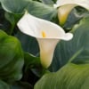 Kalia- do domu i ogrodu Cantedeskia (Zantedeschia) 3