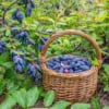 Jagoda kamczacka WOJTEK - WCZESNA ODMIANA Lonicera caerulea L. var. kamtschatica 'WOJTEK ' 2