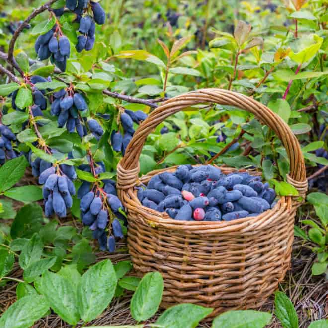 Jagoda kamczacka WOJTEK - WCZESNA ODMIANA Lonicera caerulea L. var. kamtschatica 'WOJTEK ' 2
