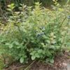Borówka amerykańska BLUEJAY - Wytrzymała i odporna odmiana Vaccinium corymbosum 'BLUEJAY' 7