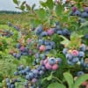 Borówka amerykańska CHANDLER - NAJWIĘKSZE OWOCE Vaccinium corymbosum 'CHANDLER' 4