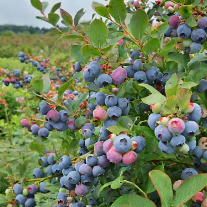 Borówka amerykańska CHANDLER - NAJWIĘKSZE OWOCE Vaccinium corymbosum 'CHANDLER' 4