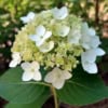 Hortensja GRANDIFLORA - Olbrzymie białe kwiaty Hydrangea paniculata 'Grandiflora' 4