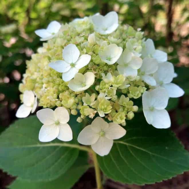 Hortensja GRANDIFLORA - Olbrzymie białe kwiaty Hydrangea paniculata 'Grandiflora' 4