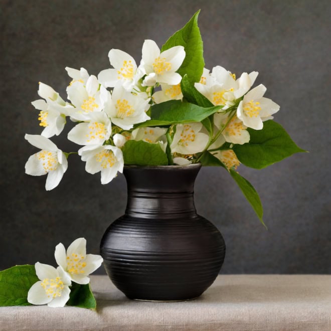 Jaśminowiec wonny - piękne kwiaty Philadelphus coronarius 7