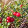 Żurawina wielkoowocowa STEVENS - BESTSELLER Vaccinium macrocarpon 'STEVENS ' 6