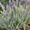 Lawenda Platinum Blonde (lavendula) - wyjątkowe liście Lawendula angustifolia 'Platinum Blonde' 2