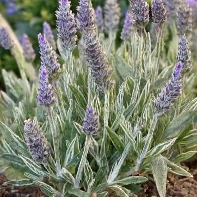 Lawenda Platinum Blonde (lavendula) - wyjątkowe liście Lawendula angustifolia 'Platinum Blonde' 2
