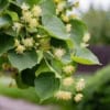 Lipa drobnolistna 50cm - elegancka i odporna Tilia cordata 10