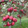Jabłoń LOBO - jesienna i deserowa odmiana Jabłoni! Malus LOBO 4