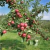 Jabłoń LOBO - jesienna i deserowa odmiana Jabłoni! Malus LOBO 3