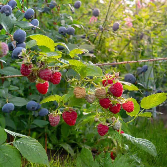 Malina Vetten Smaczne, prosta w uprawie RUBUS IDAEUS 'VETTEN' 6