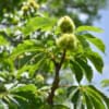 Kasztan Jadalny - SADZONKA DRZEWA Castanea sativa 3
