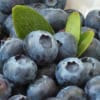 Borówka amerykańska BLUECROP - NAJPOPULARNIEJSZA ODMIANA Vaccinium corymbosum 'bluecropp' 9