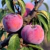 Śliwa BRZOSKWINIOWA (Jerozolimka) - XVIII wieczna odmiana! Śliwa BRZOSKWINIOWA (Jerozolimka) - XVIII wieczna odmiana! 3