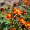 KUKLIK Borisii Strain- niespotykana barwa kwiatu Geum 'Borsii strain' 6
