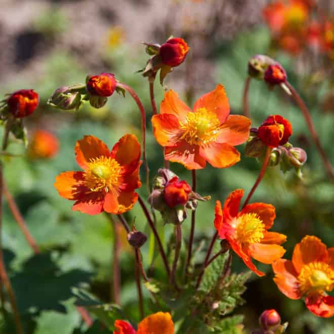 KUKLIK Borisii Strain- niespotykana barwa kwiatu Geum 'Borsii strain' 6