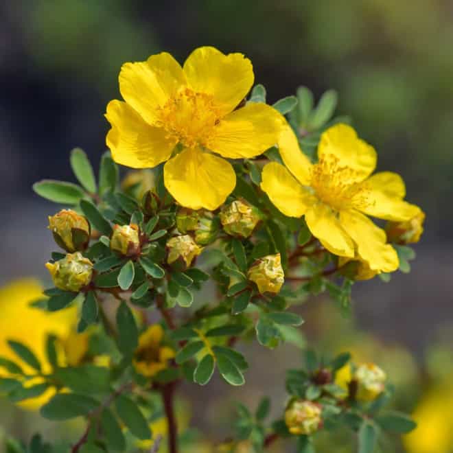Pięciornik krzewiasty Hachman's Gigant - Zółty piękny kwiat Potentilla fruticosa "Hachman's Gigant" 7