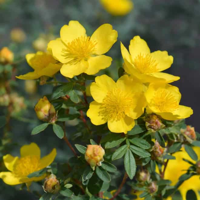 Pięciornik krzewiasty Hachman's Gigant - Zółty piękny kwiat Potentilla fruticosa "Hachman's Gigant" 6