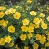 Pięciornik krzewiasty Hachman's Gigant - Zółty piękny kwiat Potentilla fruticosa "Hachman's Gigant" 5