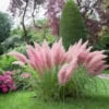 Trawa Pampasowa ROSEA- różowa P9 Cortaderia selloana 'Rosea' P9 6