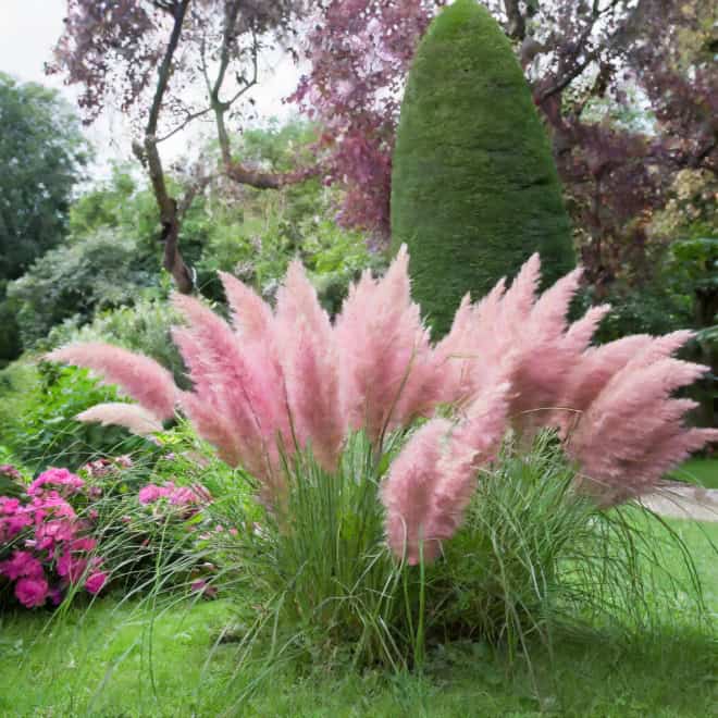 Trawa Pampasowa ROSEA- różowa P9 Cortaderia selloana 'Rosea' P9 6