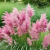Trawa Pampasowa ROSEA- różowa P9 Cortaderia selloana 'Rosea' P9 2