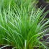 Turzyca Palmowa Lady Sunshine - unikatowe liście Carex muskingumensis 'Lady sunshine' 2