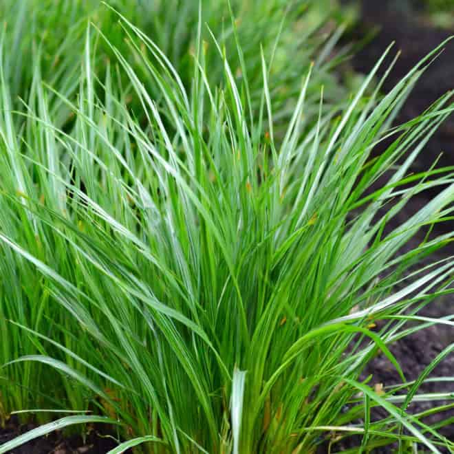 Turzyca Palmowa Lady Sunshine - unikatowe liście Carex muskingumensis 'Lady sunshine' 2