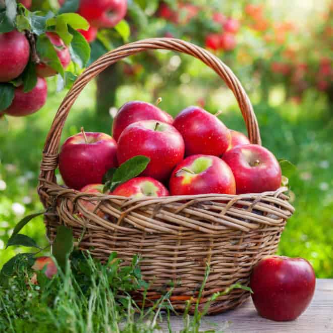 Jabłoń LOBO - jesienna i deserowa odmiana Jabłoni! Malus LOBO 8