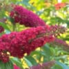 Budleja Dawida Motyli krzew Royal Red -Czerwona Budleii davidii 'Royal red' 5