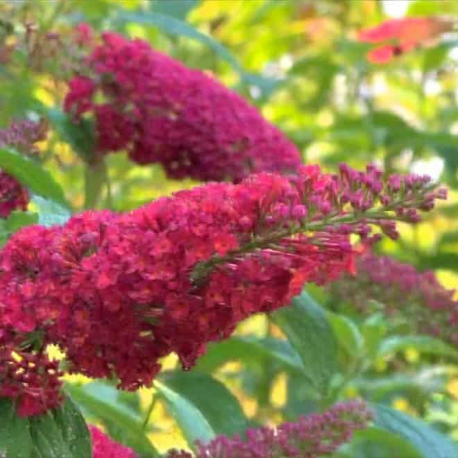 Budleja Dawida Motyli krzew Royal Red -Czerwona Budleii davidii 'Royal red' 5