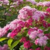 Tawuła japońska Little princess - piękna puszysta odmiana Spiraea japonica 'Little princess' 3