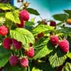 Malina Norna czerwona - silnie owocująca Rubus 'Norna' 3
