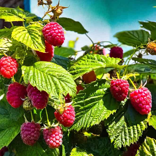 Malina Norna czerwona - silnie owocująca Rubus 'Norna' 3