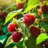 Malina Norna czerwona - silnie owocująca Rubus 'Norna' 2
