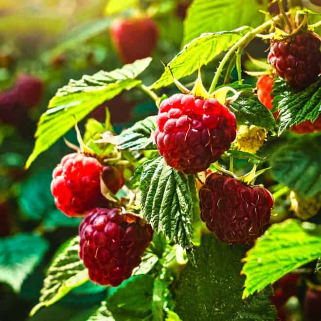 Malina Norna czerwona - silnie owocująca Rubus 'Norna' 2