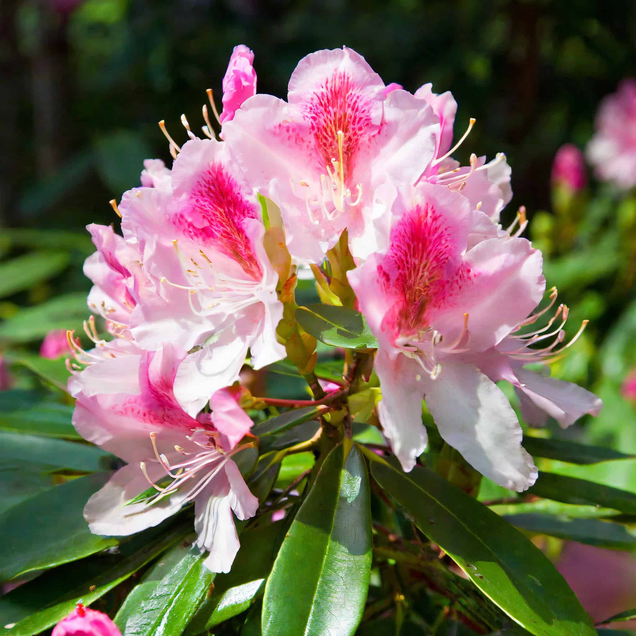 Różanecznik Danuta Rhododendron 'Danuta 1