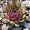 Rojnik Tesoro Zielono-czerwony Sempervirum Tesoro Zielono 7
