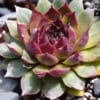Rojnik Commander Hay - Na skalniaki Sempervirum Commander Hay 2