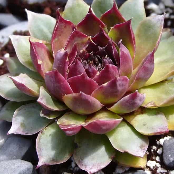 Rojnik Commander Hay - Na skalniaki Sempervirum Commander Hay 2