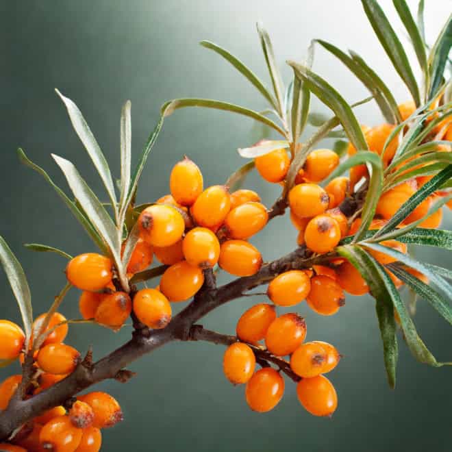 Rokitnik pospolity - zdrowe owoce Hippophae rhamnoides 7