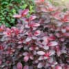 Berberys Thunberga Admiration - czerwony kulisty Berberis Thunbergii 'Admiration' 6